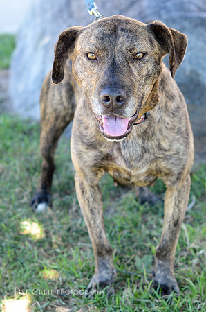 Cheyenne