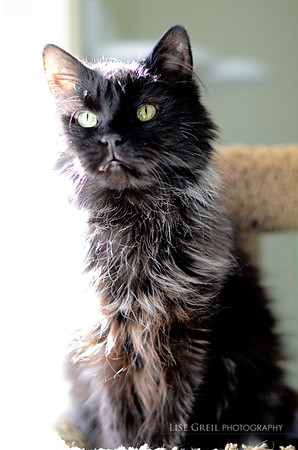 Severus