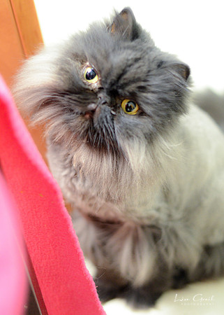 Persia