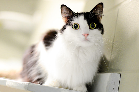 Loki