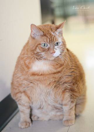 Garfield