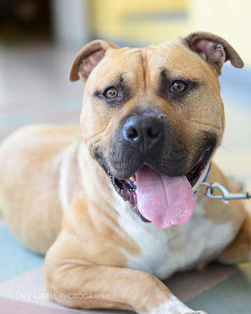Pumba