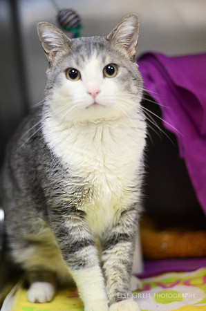 Elf