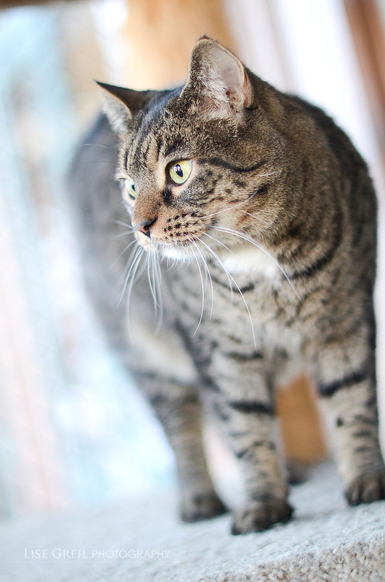 Dexter