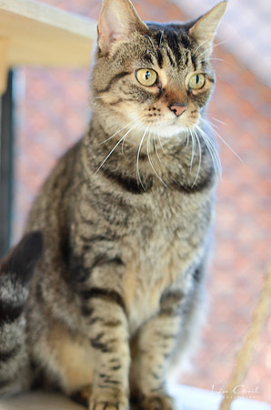 Lady Tuna Catserole