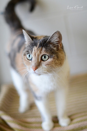 Jasmine