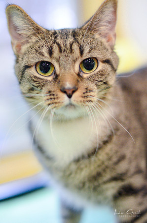 Tabitha