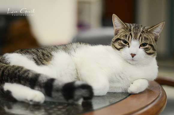 Mr Bigglesworth
