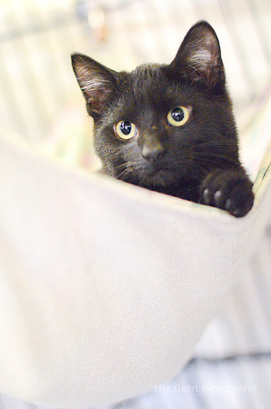 Simon