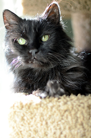 Severus