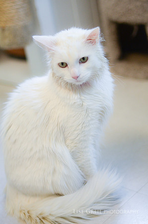 Sir Fredrick