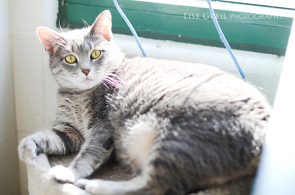 Lady Tabby Fairingway