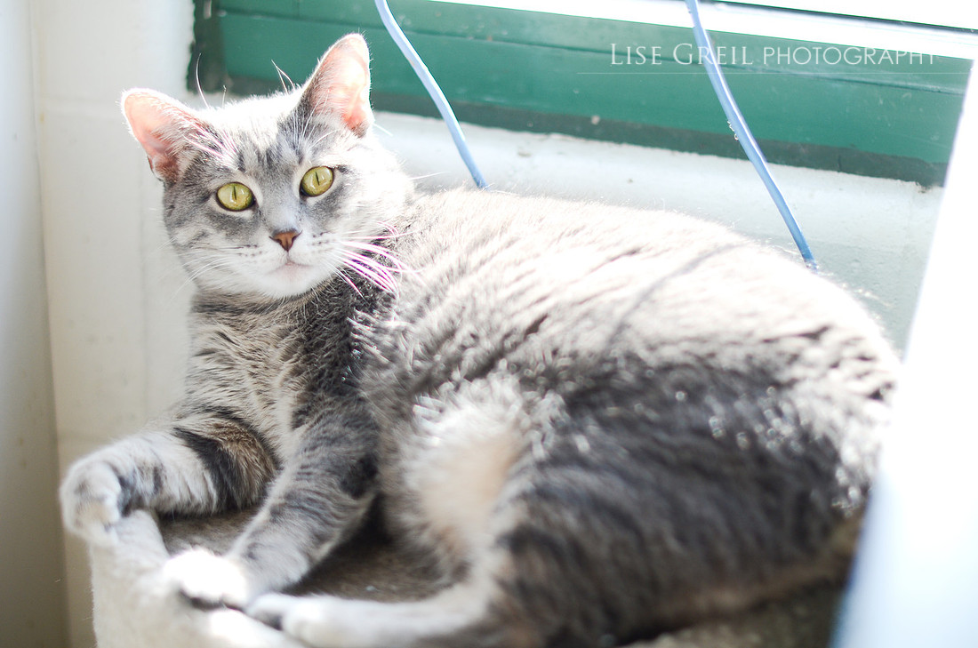 Lady Tabby Fairingway