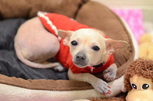 Dobby