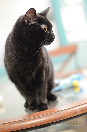 Ollie