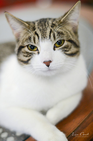 Mr Bigglesworth