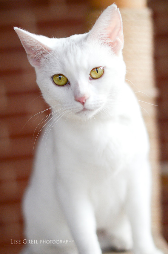 Nala