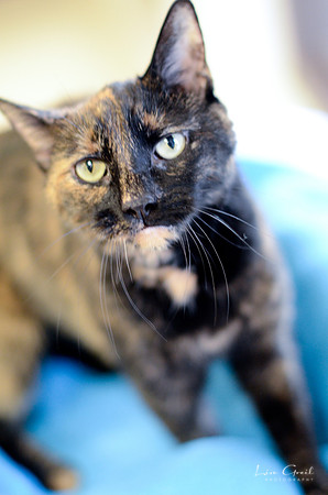 Tiki