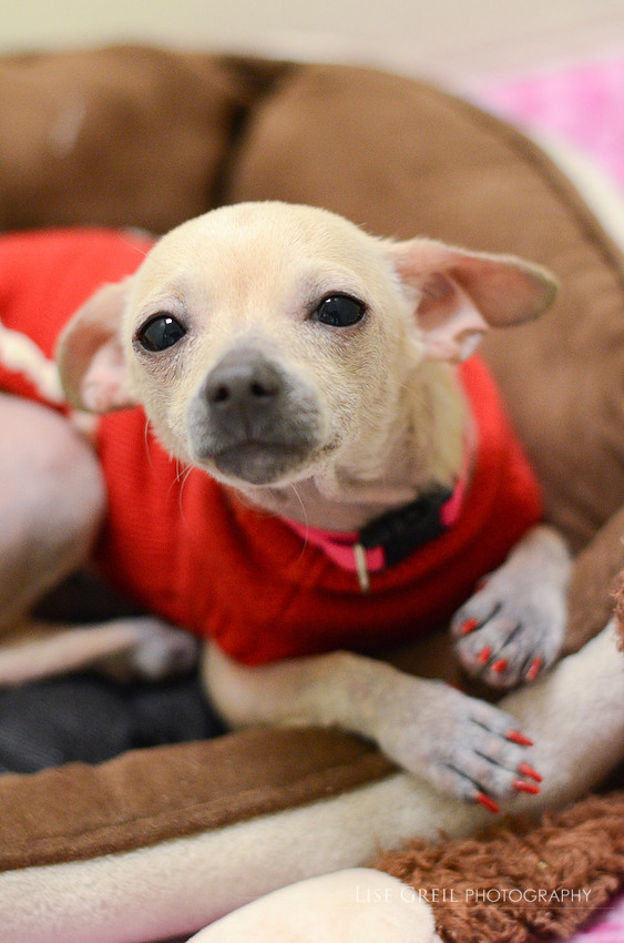 Dobby