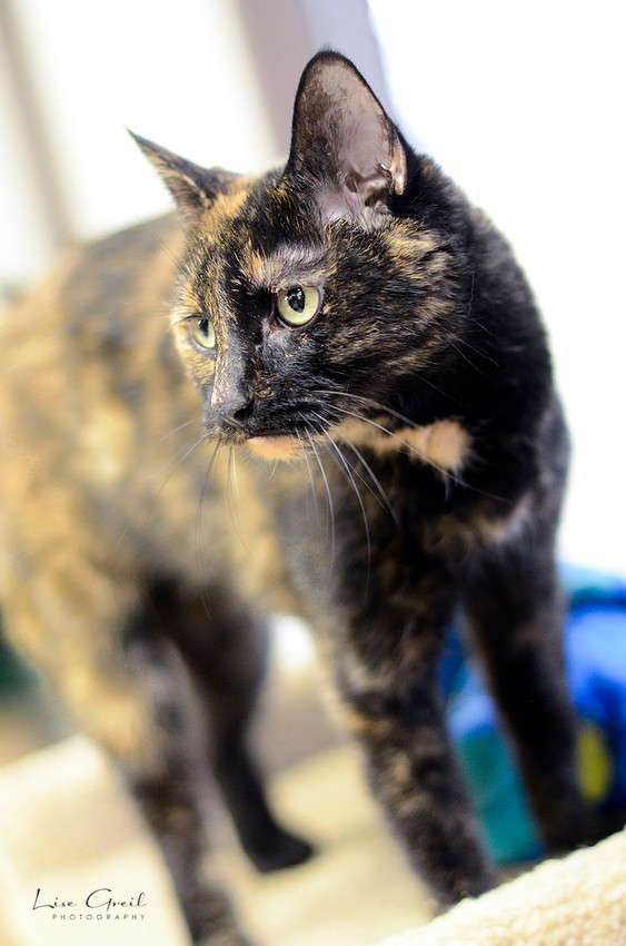 Tiki