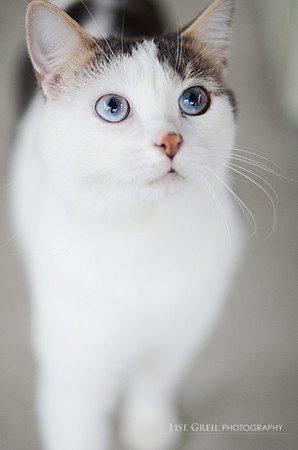 Oliver