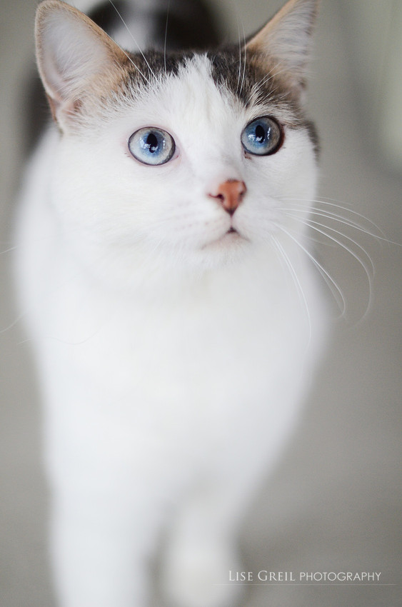 Oliver