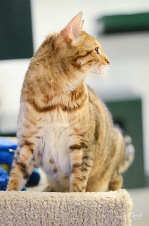 Sinbad