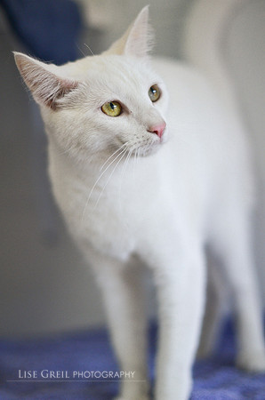 Snowball