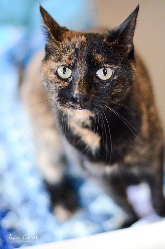 Tiki
