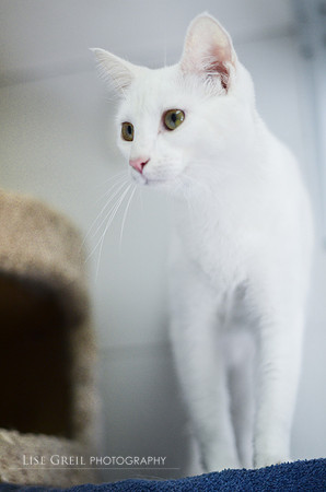 Snowball