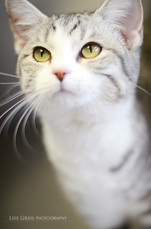 Silver Belle