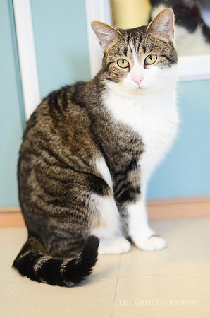 Mittens