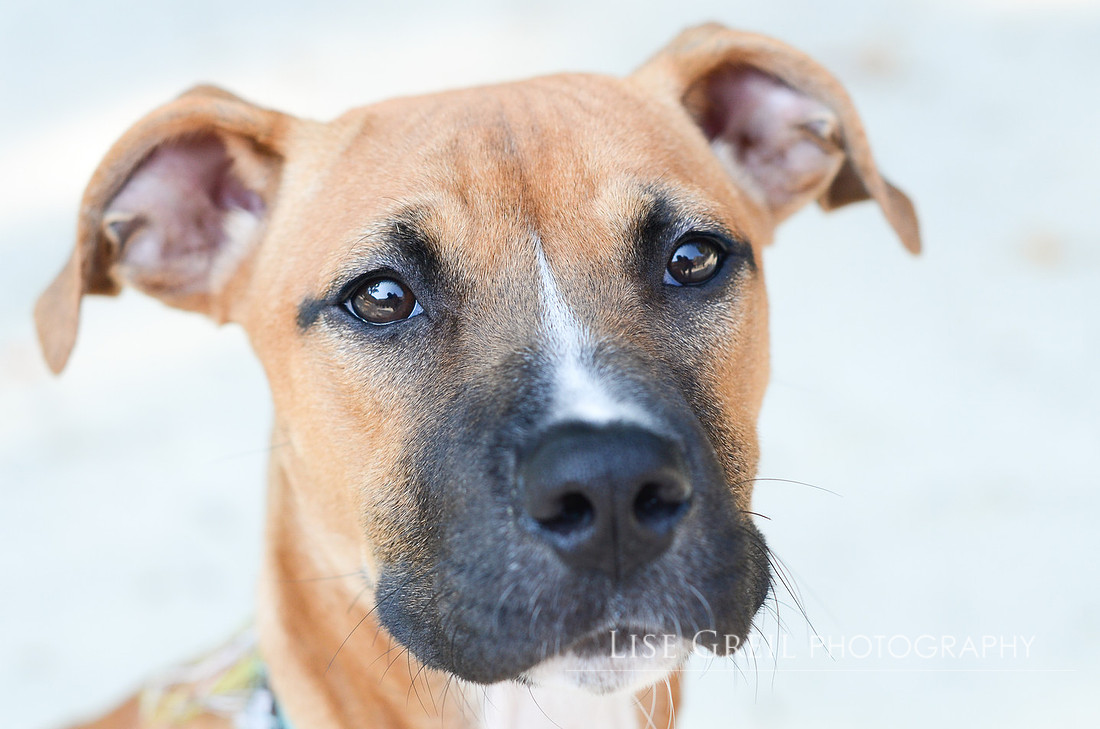 Nala