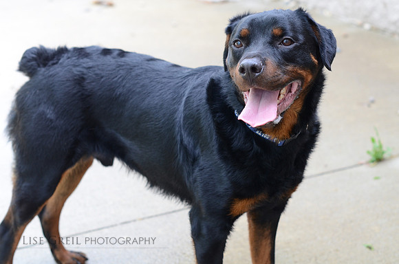 Chico