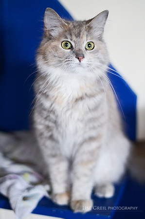 Echo
