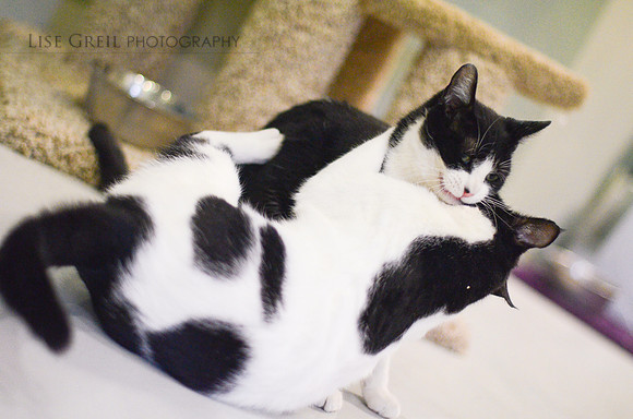 Figaro & Copernicus