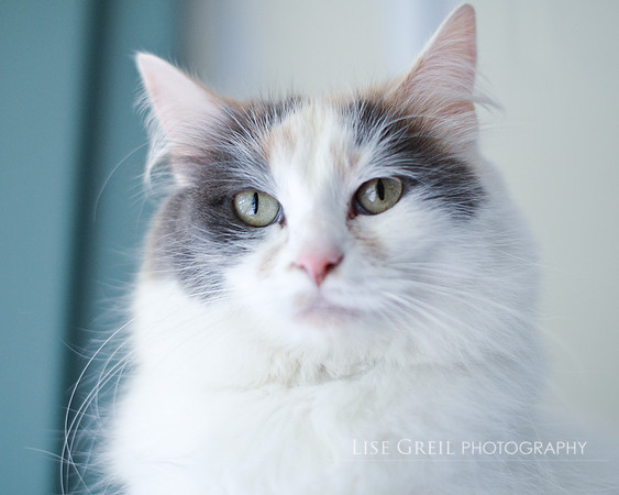 Gracie