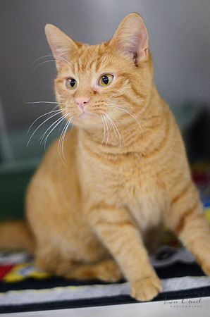 Peanut