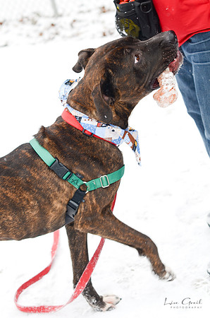 Maverick
