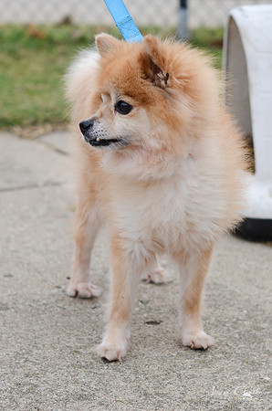 Koda
