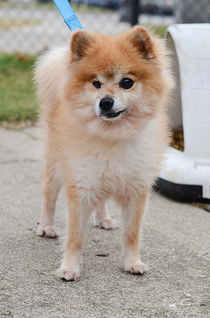 Koda