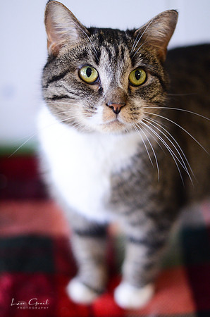 Gracie