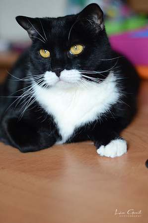 Toby