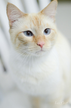 Linus