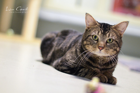 Franklin