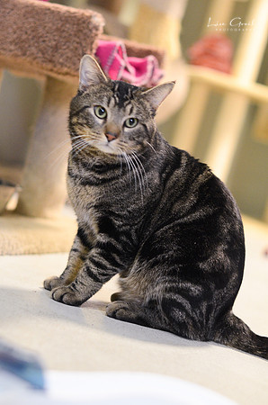 Franklin