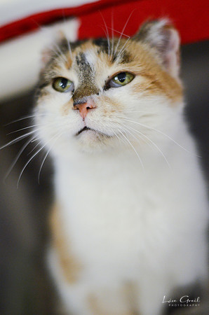 Queenie