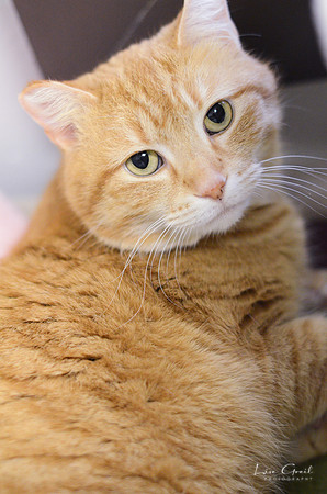 Butterscotch