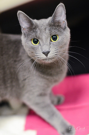 Suki