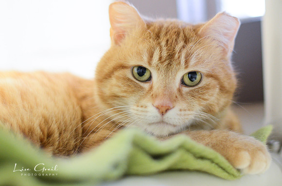 Butterscotch